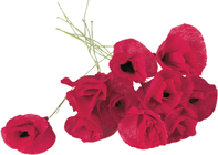 Poppy Shop